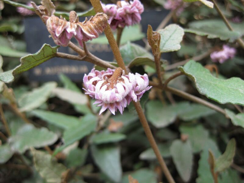 File:IMG 4590 hunt0904.jpg