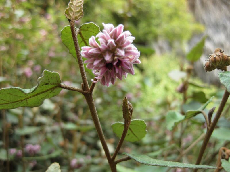 File:IMG 4591 hunt0904.jpg