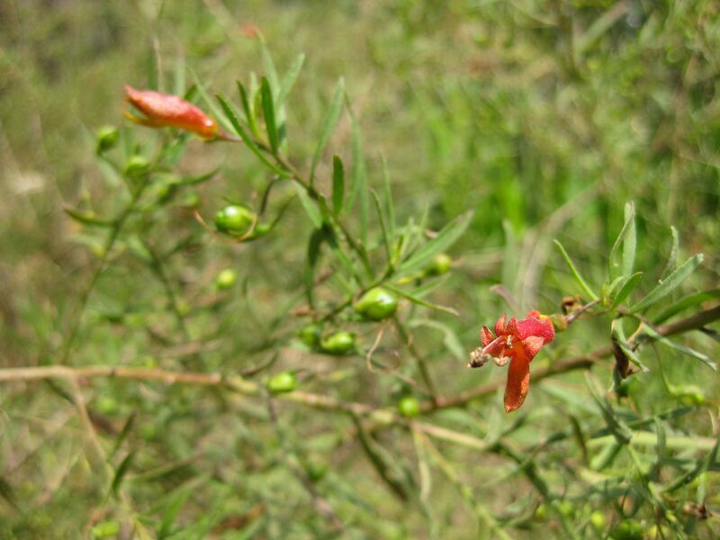 File:IMG 4593 hunt0904.jpg