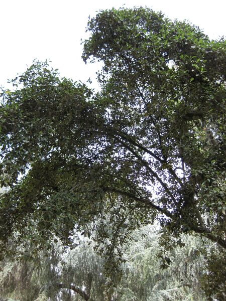 File:IMG 4596 hunt0904.jpg