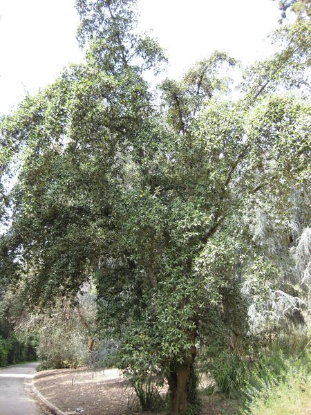 File:IMG 4597 hunt0904.jpg