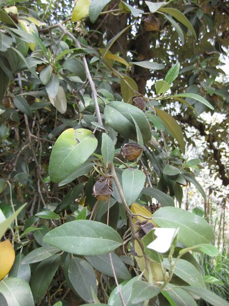 File:IMG 4598 hunt0904.jpg