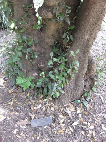 File:IMG 4599 hunt0904.jpg