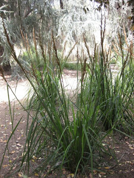 File:IMG 4601 hunt0904.jpg