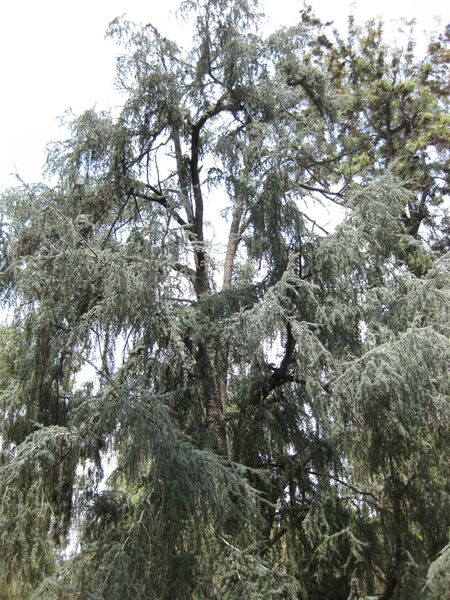 File:IMG 4603 hunt0904.jpg