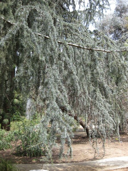 File:IMG 4604 hunt0904.jpg