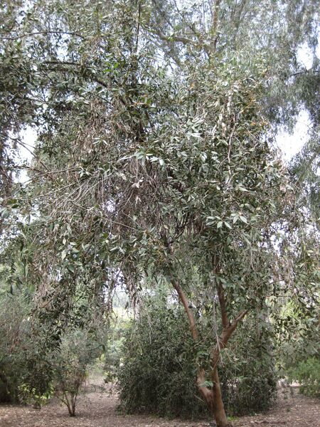 File:IMG 4606 hunt0904.jpg