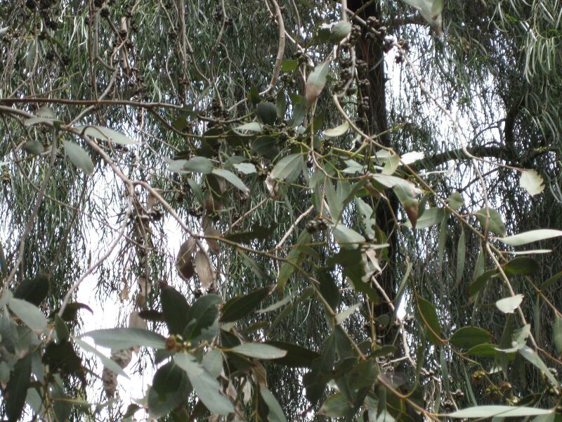 File:IMG 4608 hunt0904.jpg