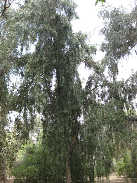 File:IMG 4609 hunt0904.jpg