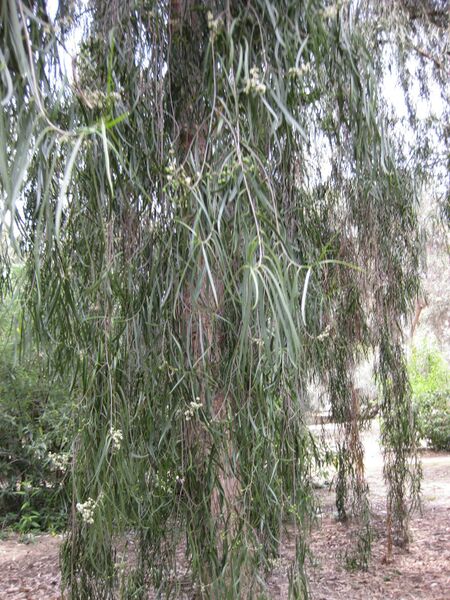 File:IMG 4610 hunt0904.jpg