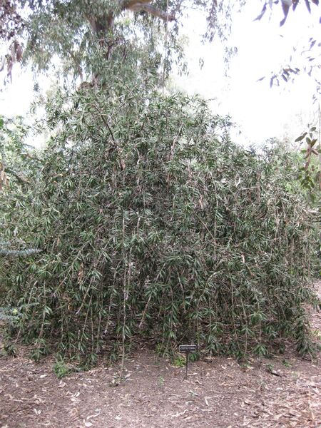 File:IMG 4612 hunt0904.jpg