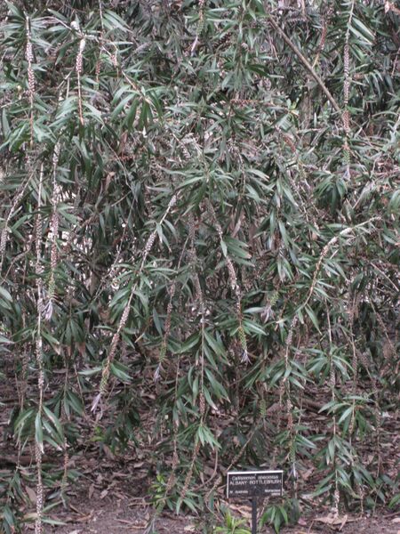 File:IMG 4613 hunt0904.jpg