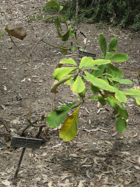 File:IMG 4614 hunt0904.jpg