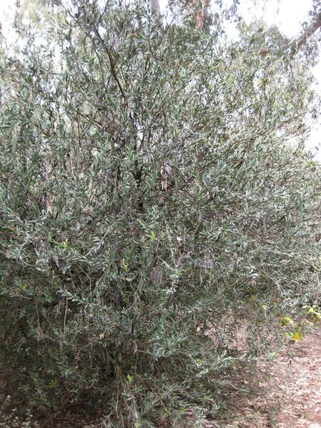 File:IMG 4616 hunt0904.jpg