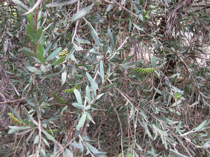 File:IMG 4617 hunt0904.jpg