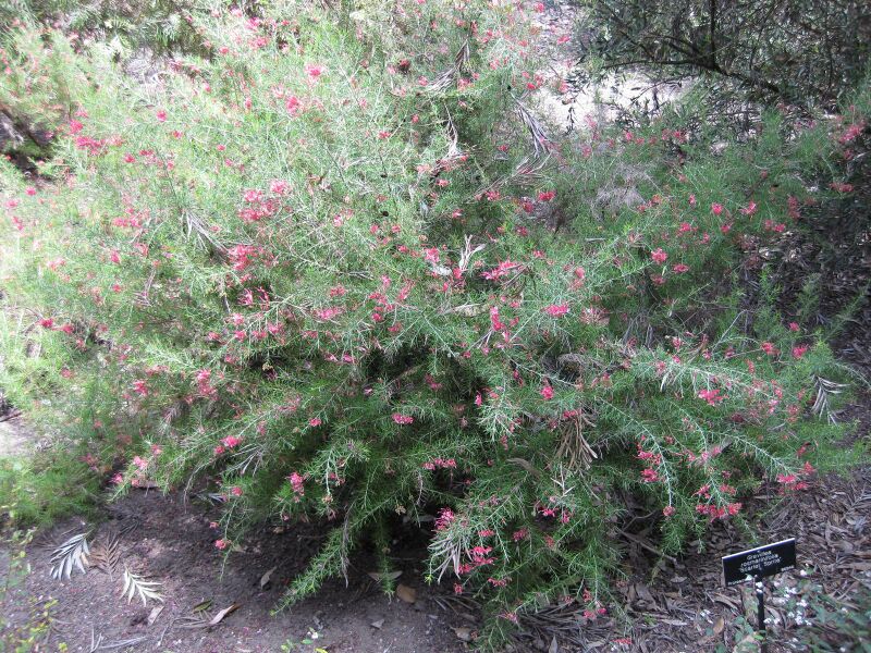 File:IMG 4619 hunt0904.jpg