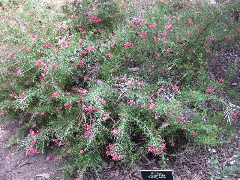 File:IMG 4620 hunt0904.jpg