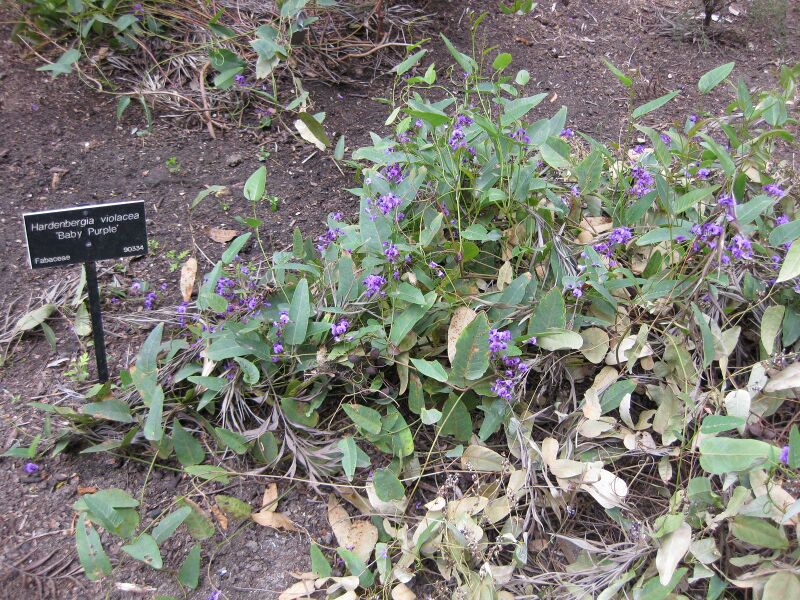 File:IMG 4623 hunt0904.jpg