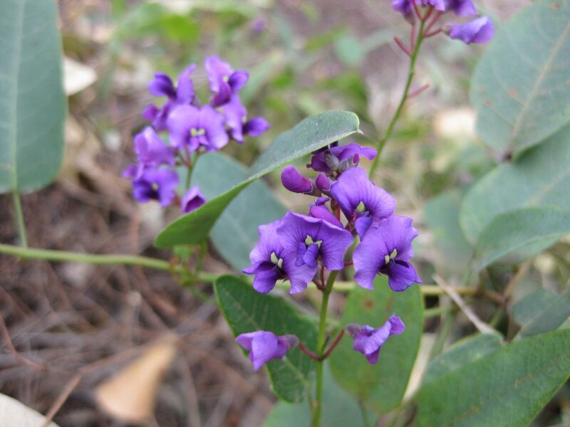 File:IMG 4624 hunt0904.jpg