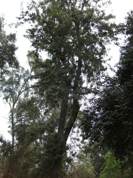 File:IMG 4625 hunt0904.jpg