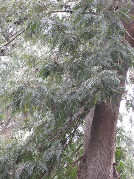 File:IMG 4626 hunt0904.jpg