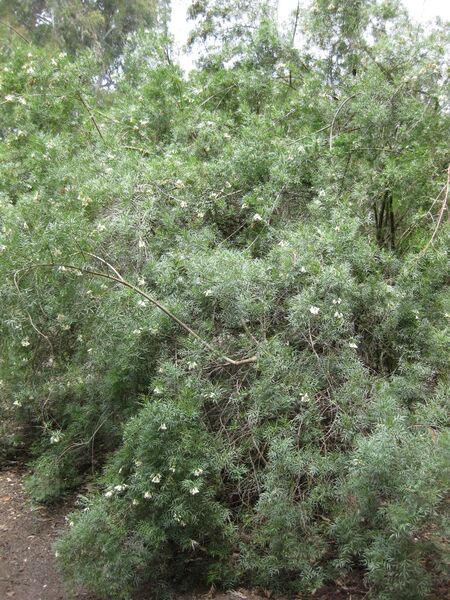 File:IMG 4628 hunt0904.jpg