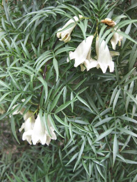 File:IMG 4630 hunt0904.jpg