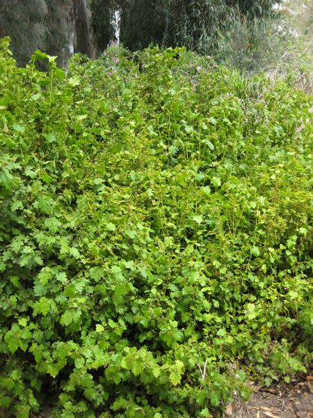 File:IMG 4633 hunt0904.jpg