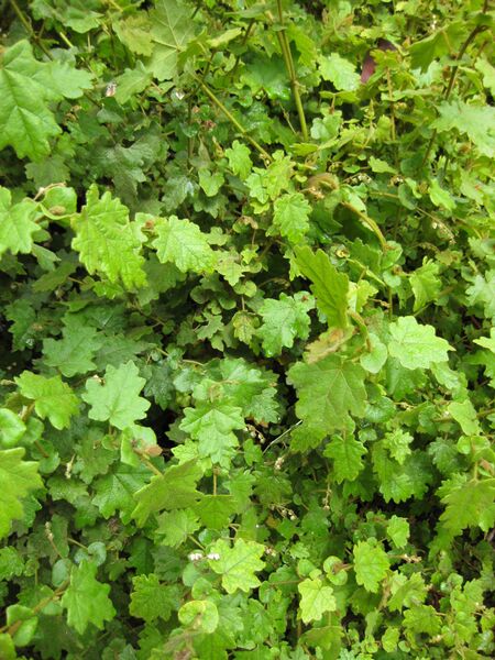 File:IMG 4634 hunt0904.jpg