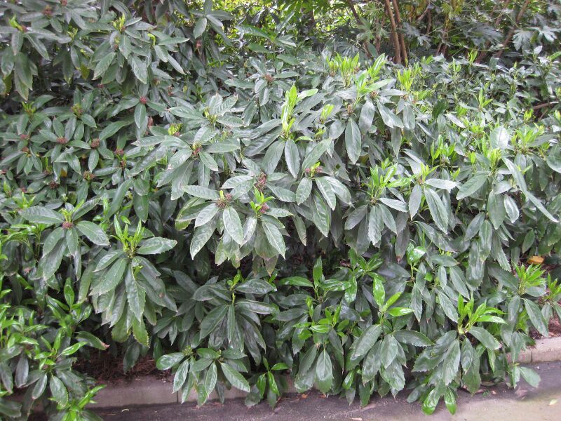 File:IMG 4636 hunt0904.jpg