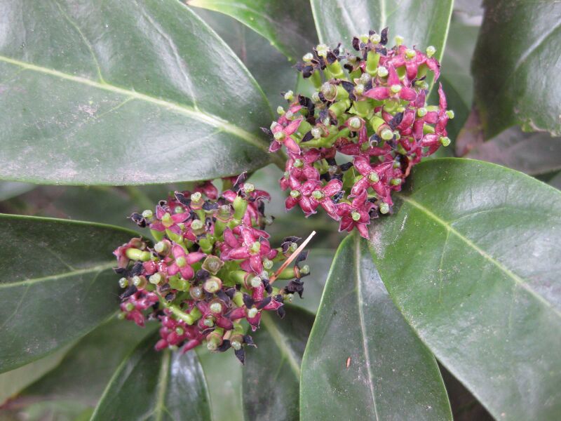 File:IMG 4637 hunt0904.jpg