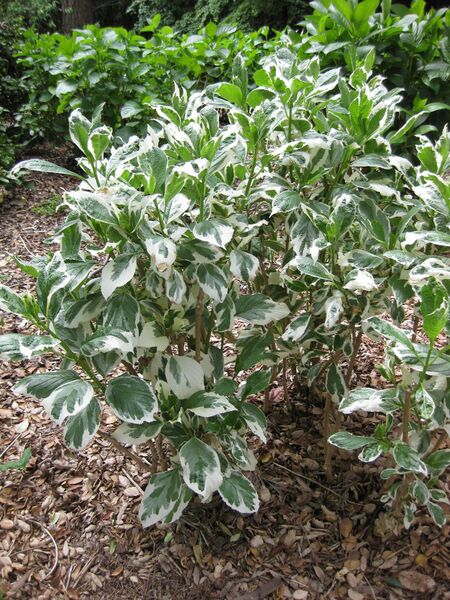 File:IMG 4638 hunt0904.jpg