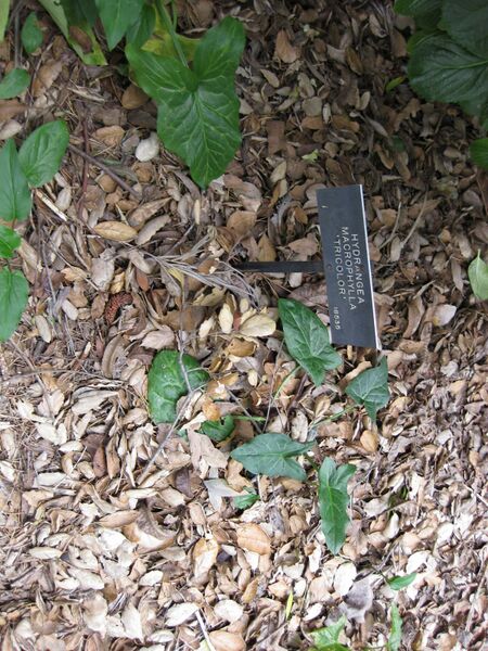 File:IMG 4639 hunt0904.jpg