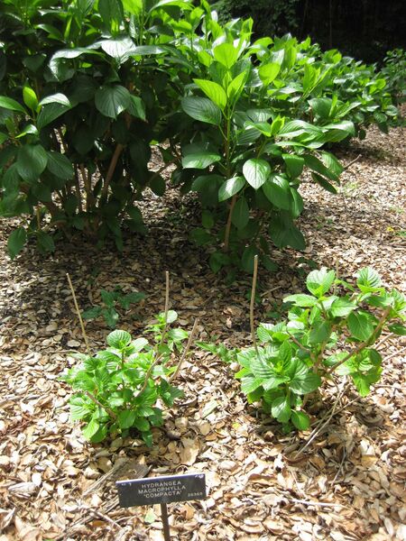 File:IMG 4640 hunt0904.jpg