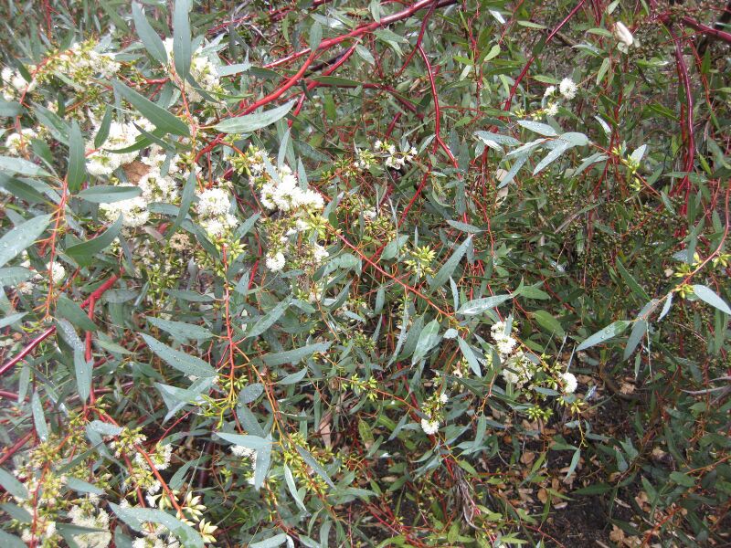 File:IMG 4642 hunt0904.jpg