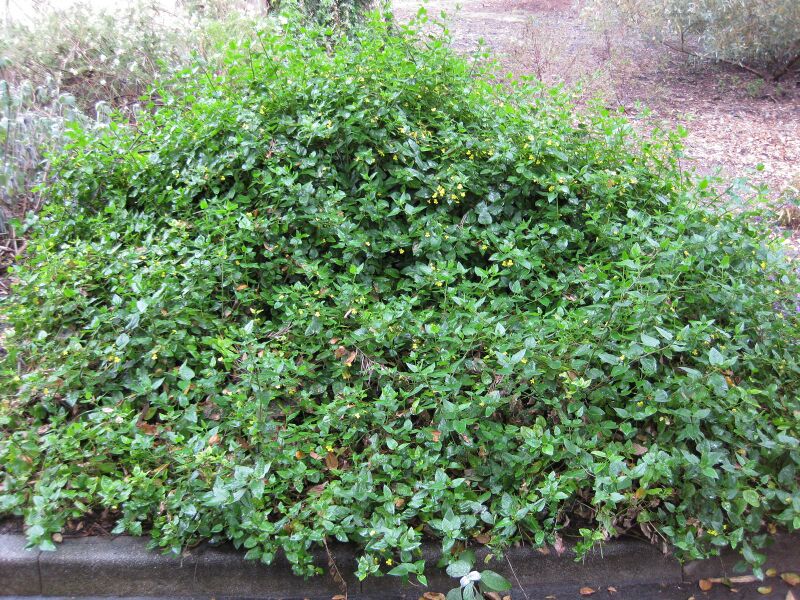 File:IMG 4645 hunt0904.jpg