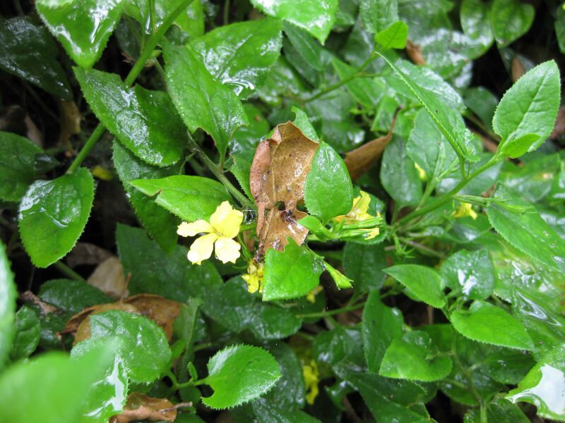 File:IMG 4646 hunt0904.jpg