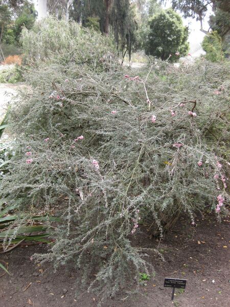 File:IMG 4647 hunt0904.jpg