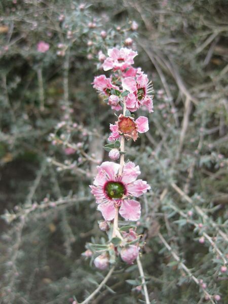 File:IMG 4648 hunt0904.jpg