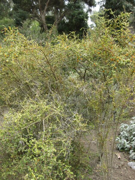 File:IMG 4652 hunt0904.jpg