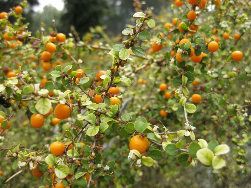 File:IMG 4653 hunt0904.jpg