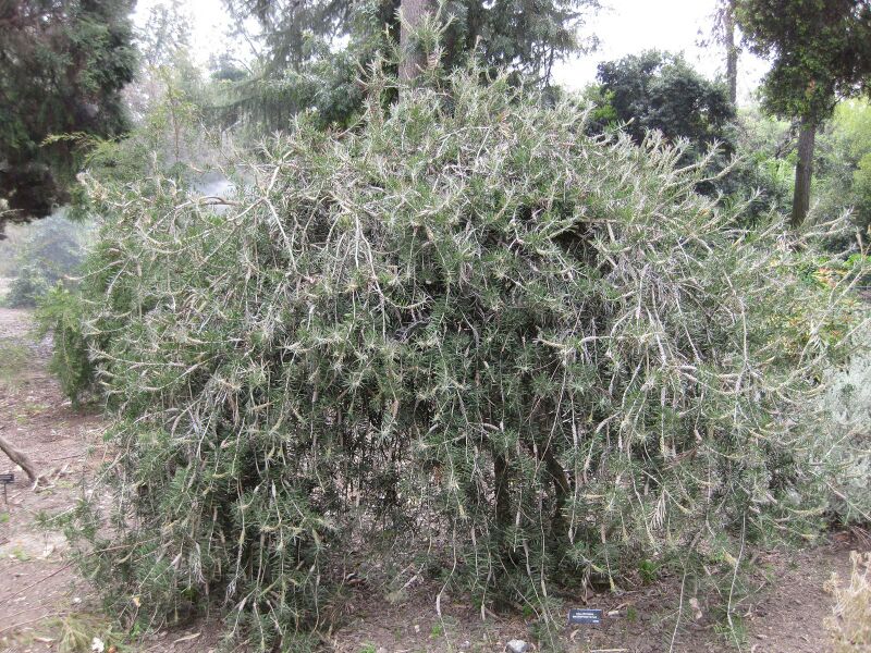 File:IMG 4655 hunt0904.jpg