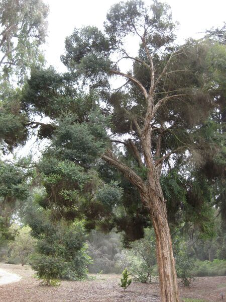 File:IMG 4659 hunt0904.jpg