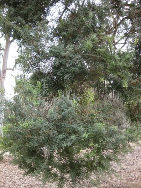 File:IMG 4660 hunt0904.jpg