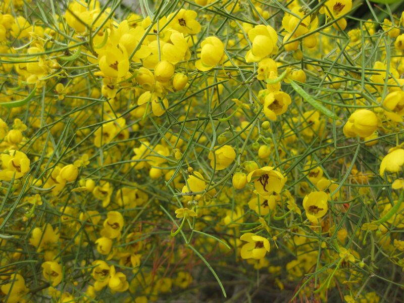 File:IMG 4663 hunt0904.jpg