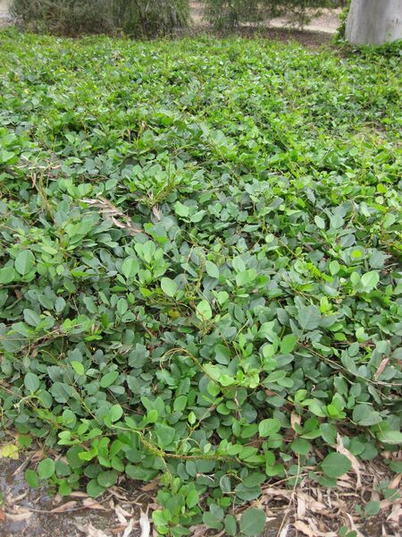 File:IMG 4665 hunt0904.jpg