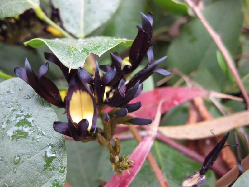 File:IMG 4666 hunt0904.jpg