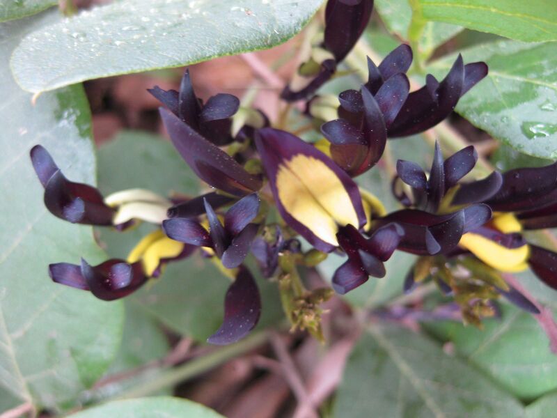 File:IMG 4667 hunt0904.jpg