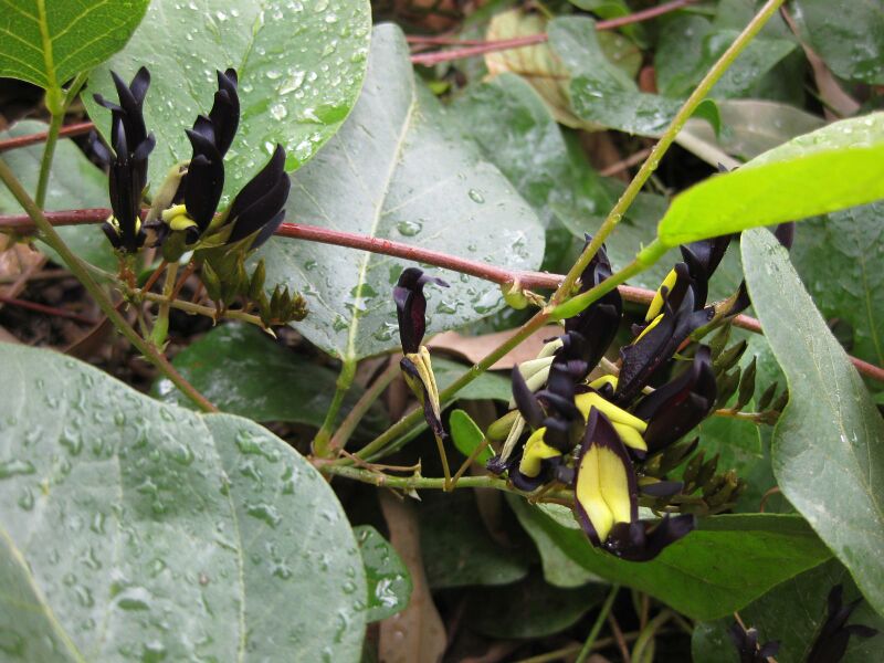 File:IMG 4668 hunt0904.jpg