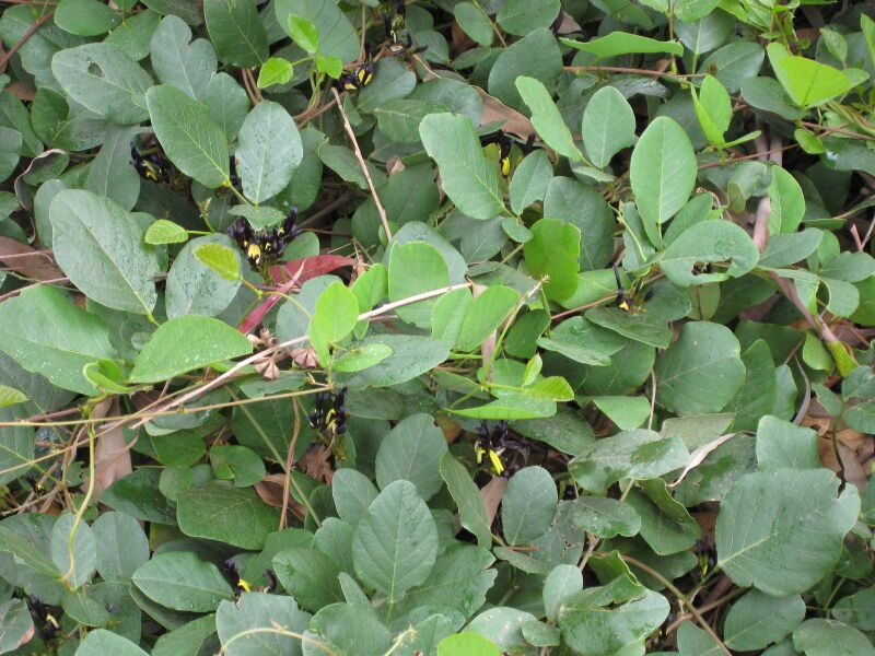 File:IMG 4669 hunt0904.jpg